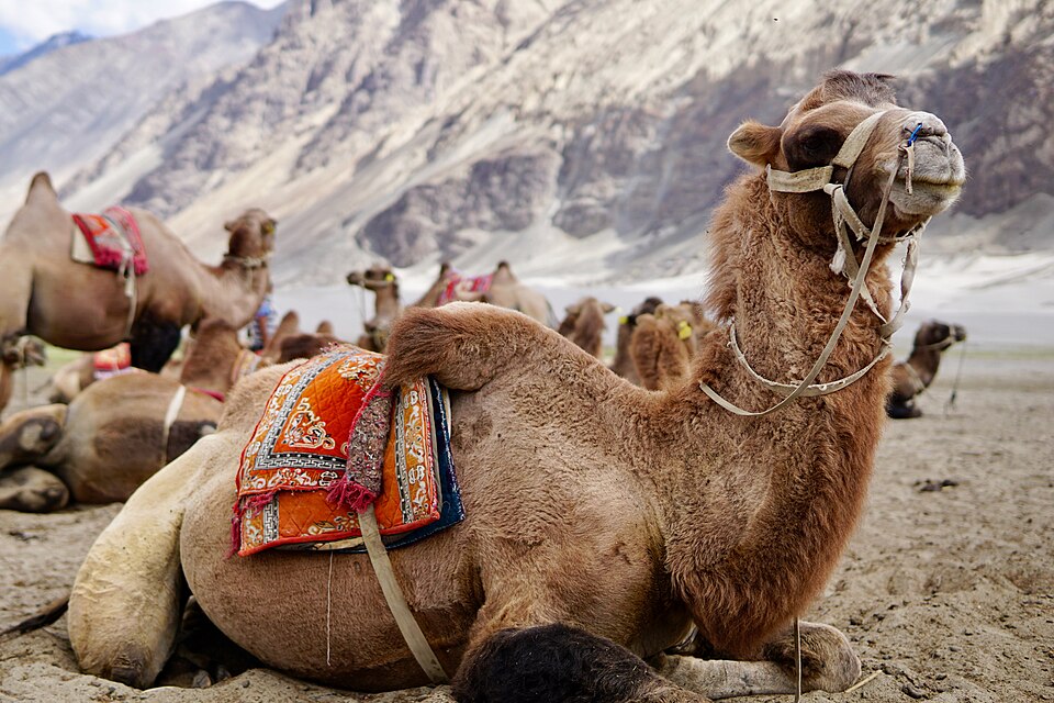 Nubra Valley & Hunder Sand Dunes